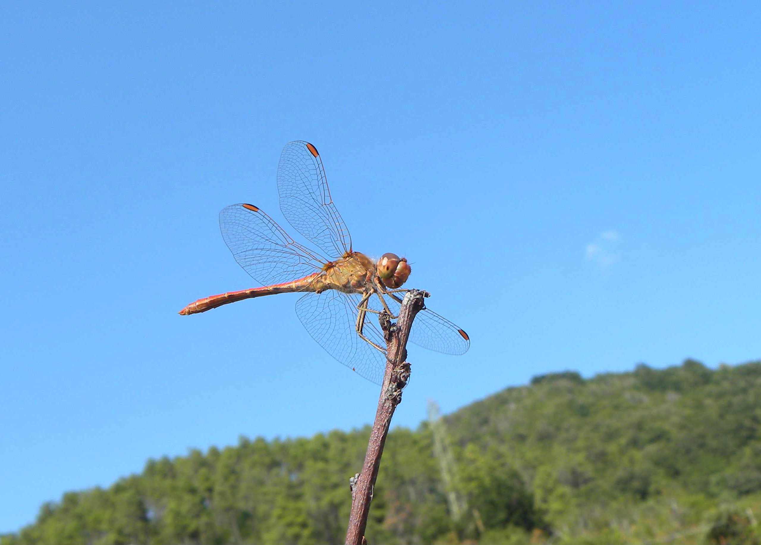 libellula da identificare